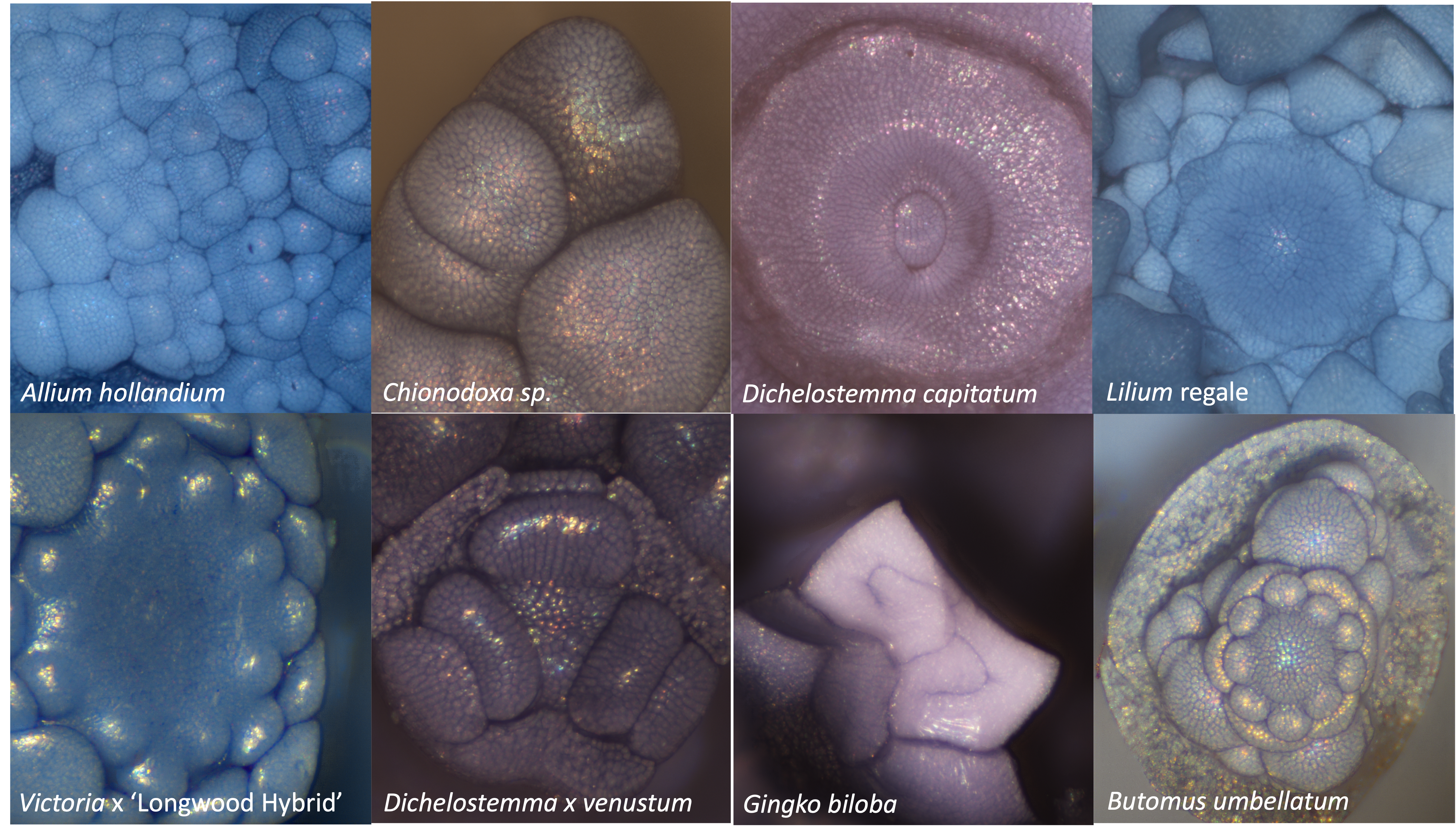 A collage of platn meristems taken with epi-illumination microscopy